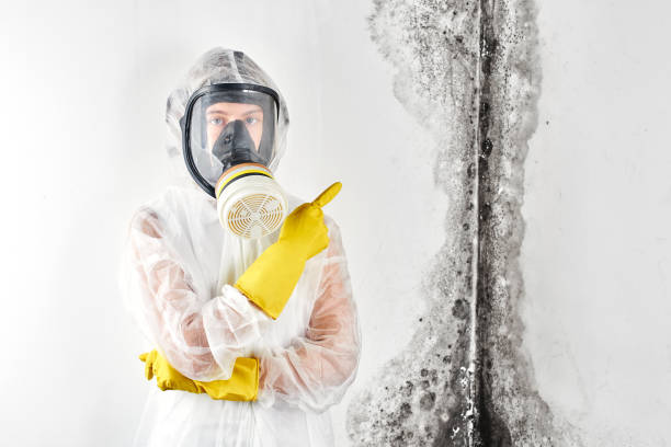 Professional Mold Removal in Cheat Lake, WV